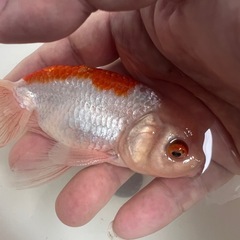 深見産 秋錦(レア品種) 2歳 14cm位 の画像