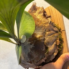 ビカクシダ　アルシコルネ　板付けの画像