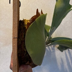 ビカクシダ　アルシコルネ　板付けの画像