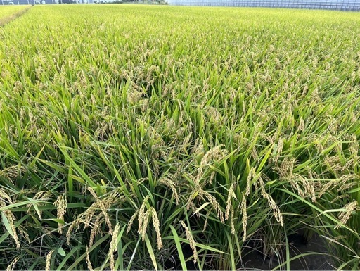 令和7年度　和歌山県産　玄米きぬむすめ