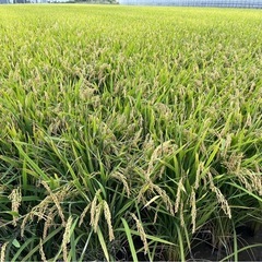 令和7年度　和歌山県産　玄米きぬむすめの画像