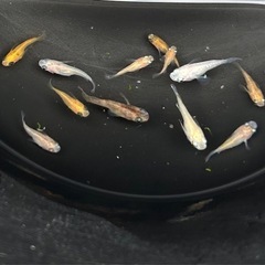 メダカ　パンダメダカ　ピンク　白　半ダルマメダカ　ミックス❗️ めだかの画像