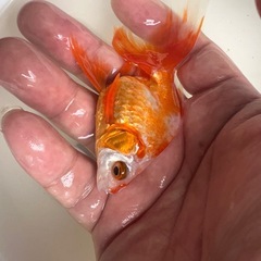 琉金 2歳の画像