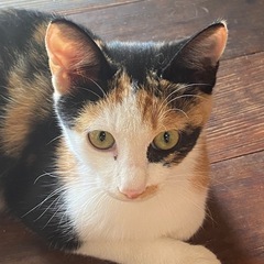 【家猫修行中】幸せになりたい三毛猫姉妹