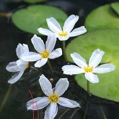 ★ バナナ プラント 水中葉 無農薬の画像