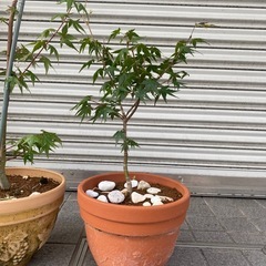 もみじ　鉢植え2つの画像