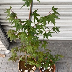 もみじ　鉢植え2つの画像
