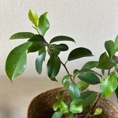 ガジュマルの画像