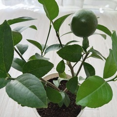 レモン リスボン 苗木 実付き 果樹 観葉植物　6号鉢 55cmの画像