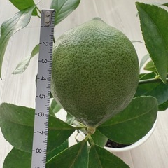 レモン リスボン 苗木 実付き 果樹 観葉植物　6号鉢 55cmの画像