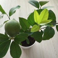 レモン リスボン 苗木 実付き 果樹 観葉植物　6号鉢 55cmの画像