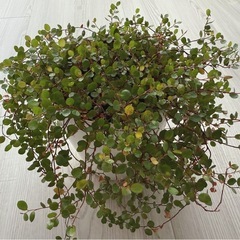 ワイヤープランツ 観葉植物　6号鉢 20cmの画像