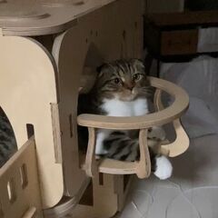 KNOOKIST ヌキスト キャットハウスの画像