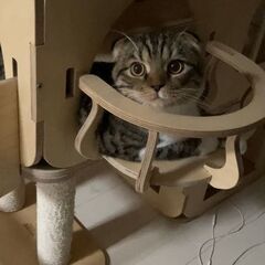 KNOOKIST ヌキスト キャットハウスの画像