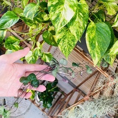 観葉植物　屋外軒下　放置で強い子です　鉢ごとお渡し　ペペロミア系とポトスとハートカズラ　の画像