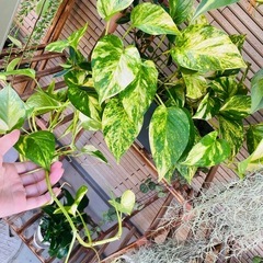 観葉植物　屋外軒下　放置で強い子です　鉢ごとお渡し　ペペロミア系とポトスとハートカズラ　の画像