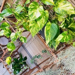 観葉植物　屋外軒下　放置で強い子です　鉢ごとお渡し　ペペロミア系とポトスとハートカズラ　の画像