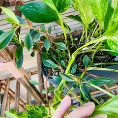 観葉植物　屋外軒下　放置で強い子です　鉢ごとお渡し　ペペロミア系とポトスとハートカズラ　の画像