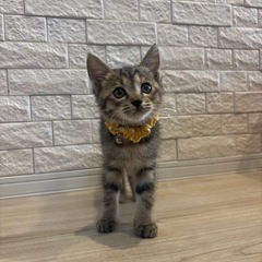 -野良猫保護しました-