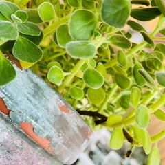 多肉植物　観葉植物　アロマフィカス　ゴキブリ避け　いい香り　鉢ごとおわたしお渡しの画像