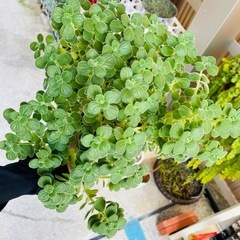多肉植物　観葉植物　アロマフィカス　ゴキブリ避け　いい香り　鉢ごとおわたしお渡しの画像