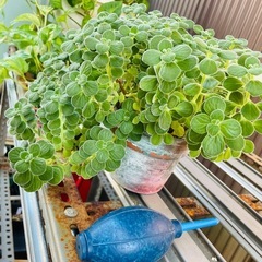 多肉植物　観葉植物　アロマフィカス　ゴキブリ避け　いい香り　鉢ごとおわたしお渡しの画像