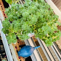 多肉植物　観葉植物　アロマフィカス　ゴキブリ避け　いい香り　鉢ごとおわたしお渡しの画像