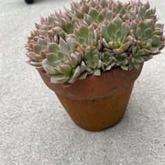 多肉植物の画像