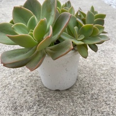多肉植物の画像