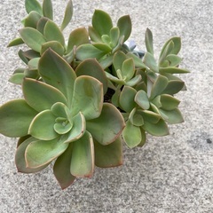 多肉植物の画像