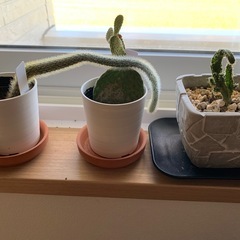 サボテン（観葉植物）の画像
