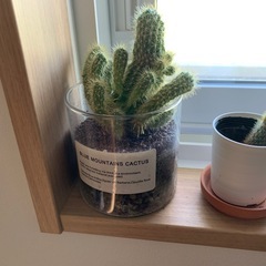 サボテン（観葉植物）の画像