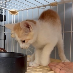 甘えたくてたまらない茶白くん♡可愛すぎる！！