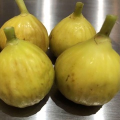 自然栽培　いちじくの木（ホワイトイスキア）の画像