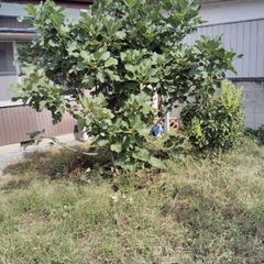 自然栽培　いちじくの木（ホワイトイスキア）の画像