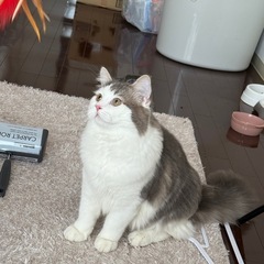 サイベリアンの子猫ちゃん - 清須市