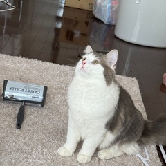 サイベリアンの子猫ちゃん