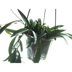 観葉植物　お世話できる方に差し上げます　⑦の画像
