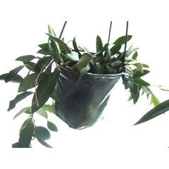 観葉植物　お世話できる方に差し上げます　⑦の画像