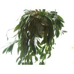 【調整中】観葉植物　お世話できる方に差し上げます　⑧の画像