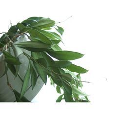 【調整中】観葉植物　お世話できる方に差し上げます　⑧の画像