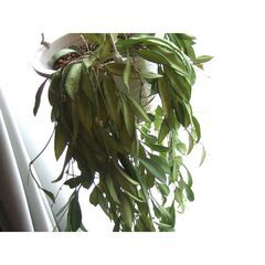 【調整中】観葉植物　お世話できる方に差し上げます　⑧の画像
