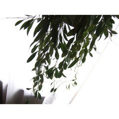 【調整中】観葉植物　お世話できる方に差し上げます　⑧の画像