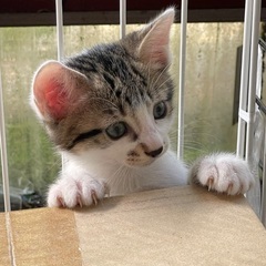 工場で産まれた5ニャン兄弟の1ヶ月半の男の子☆にーくん☆