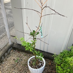 カボスの木の画像