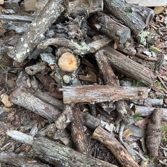 薪　原木　針葉樹の画像