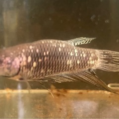 ワイルドハイブリッド　エイリアンサムライゴールドカッパー　1セット5匹
の画像
