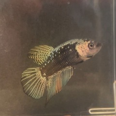 ワイルドハイブリッド　エイリアンサムライゴールドカッパー　1セット5匹
の画像