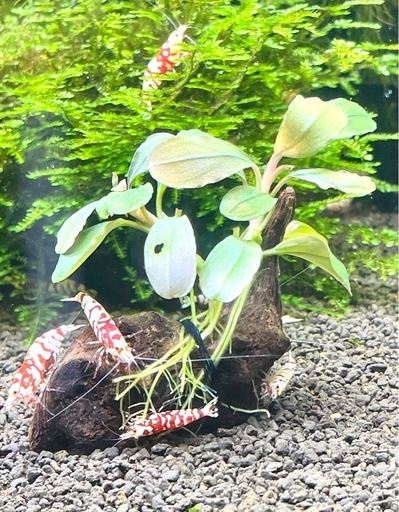 ★ ブセファランドラ sp ピンク バリエガータ 斑入り