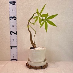 実生パキラ×ストーン風鉢 盆栽風仕立ての画像